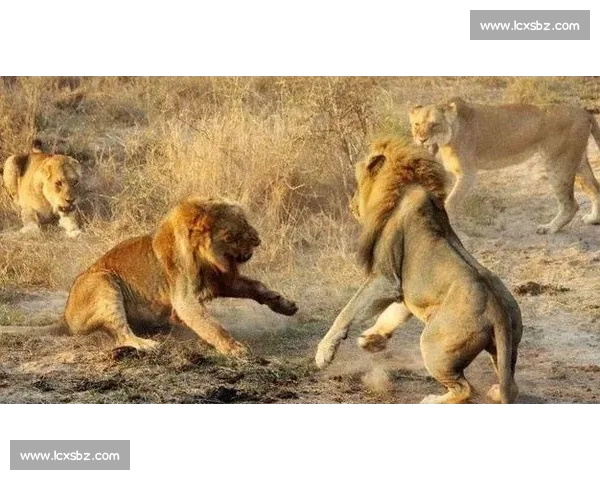 南非雄狮碾压野蛮人队,友谊赛狂揽 35 分创纪录 南非雄狮碾压野蛮人队,友谊赛狂揽 35 分创纪录